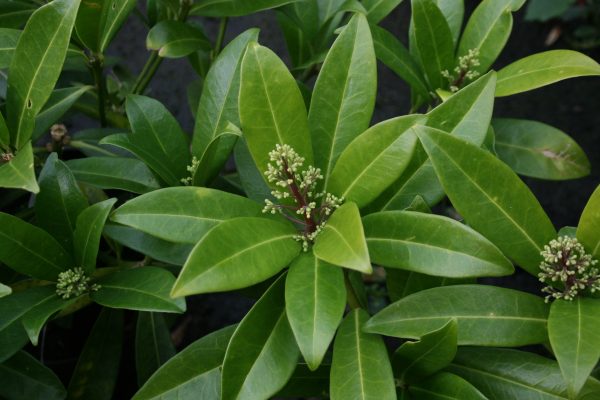 Skimmia x confusa Kew Green