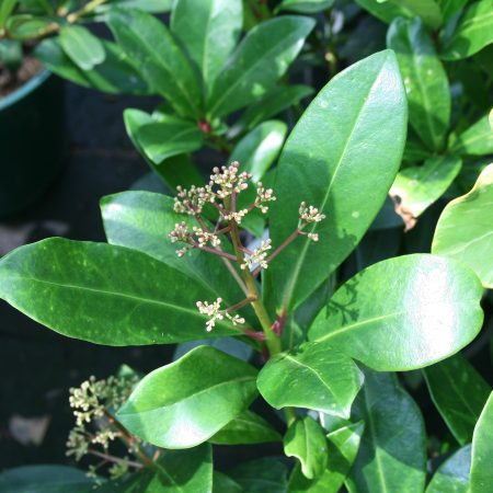 Skimmia japonica Rubella