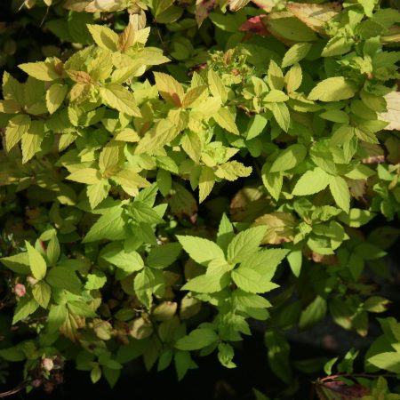 Spirea Goldmound