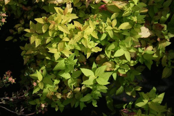 Spirea Goldmound