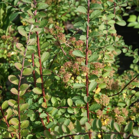 Spirea Snow Mound