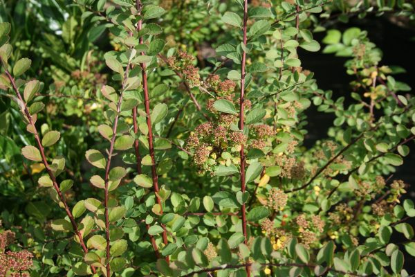 Spirea Snow Mound