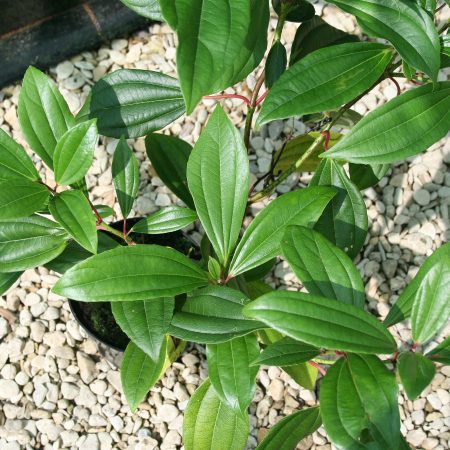 Viburnum davidii