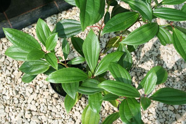 Viburnum davidii