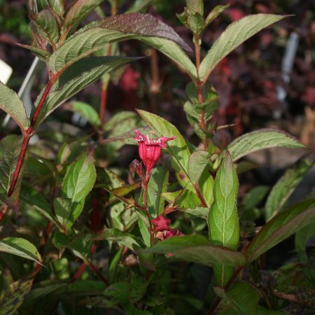 Weigela Bristol Ruby