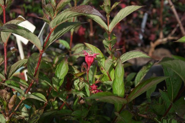 Weigela Bristol Ruby