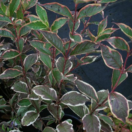 Weigela Florida Variegata