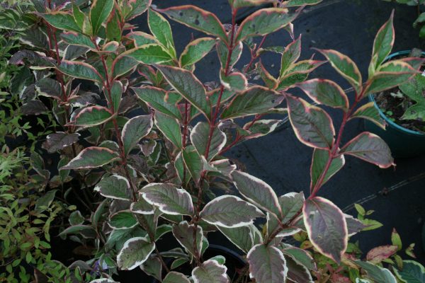 Weigela Florida Variegata