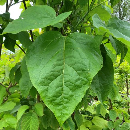 Catalpa bignoniodes