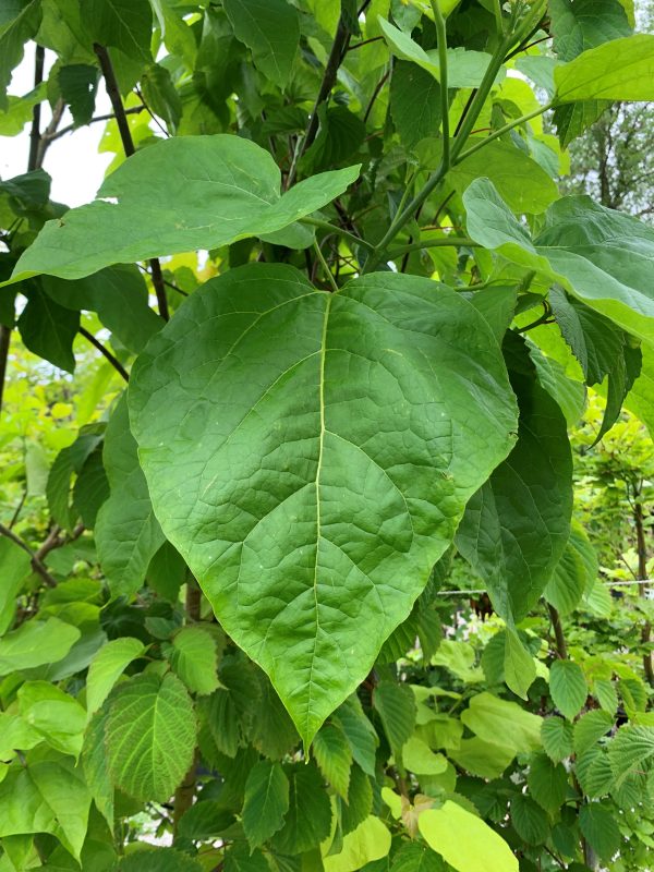 Catalpa bignoniodes