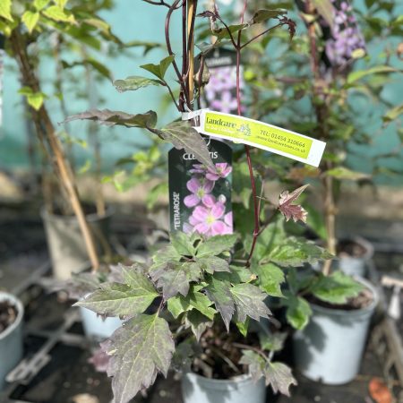 Clematis montana Tetrarose