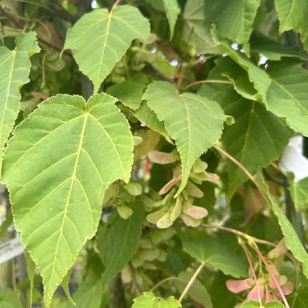 Acer davidii (Snake Bark Maple)