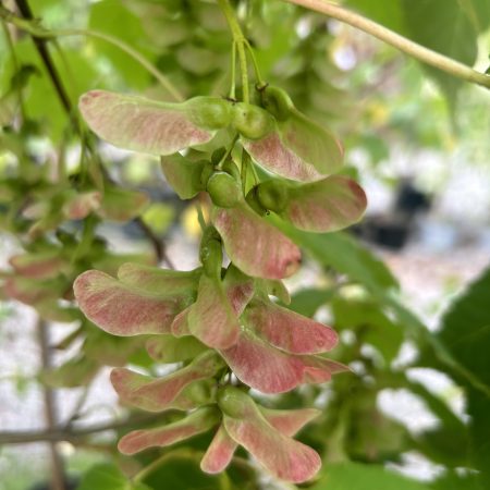 Acer davidii (Snake Bark Maple)