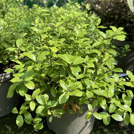 Pittosporum tenuifolium Golf Ball