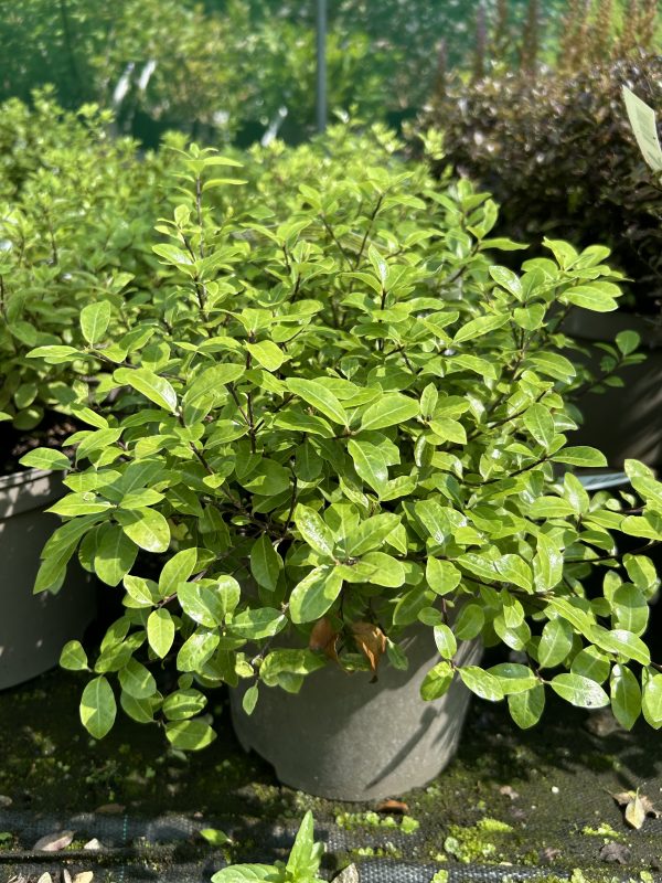 Pittosporum tenuifolium Golf Ball