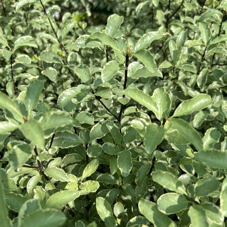 Pittosporum tenuifolium Silver Queen