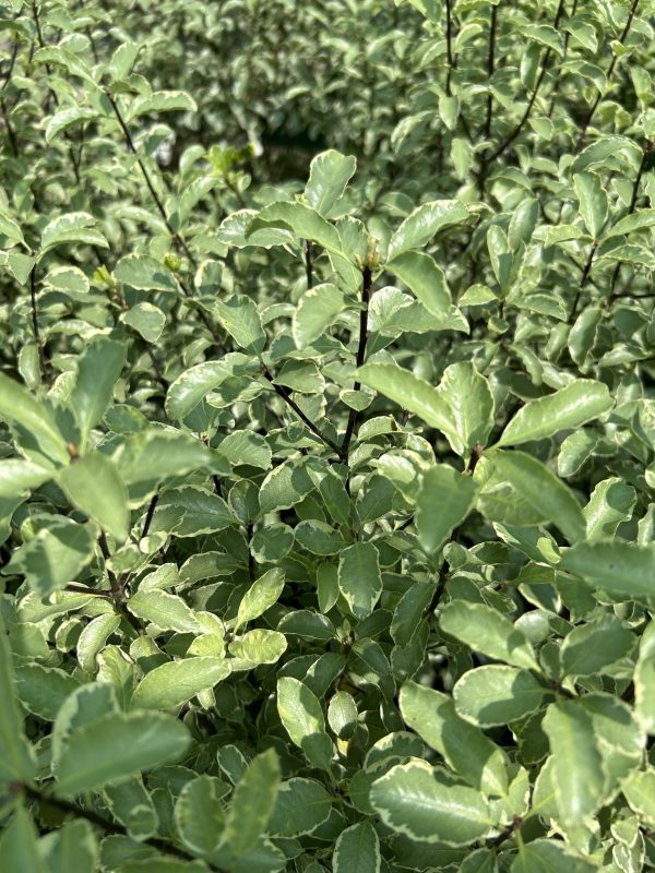 Pittosporum tenuifolium Silver Queen