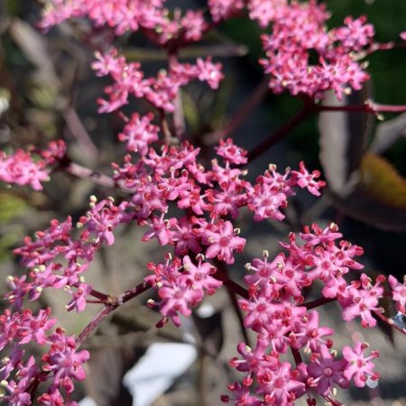 Sambucus Black Tower