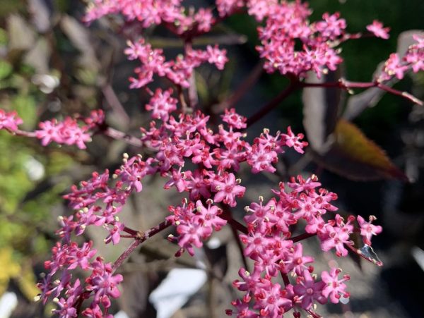 Sambucus Black Tower