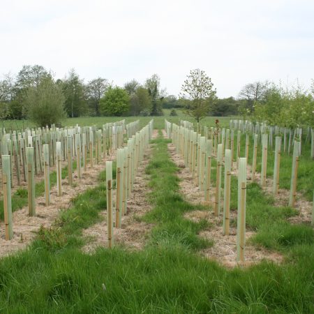 Tree and shrub guards