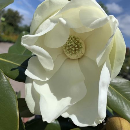 Magnolia grandiflora 'Praecox' Lollipop 45L 110cm