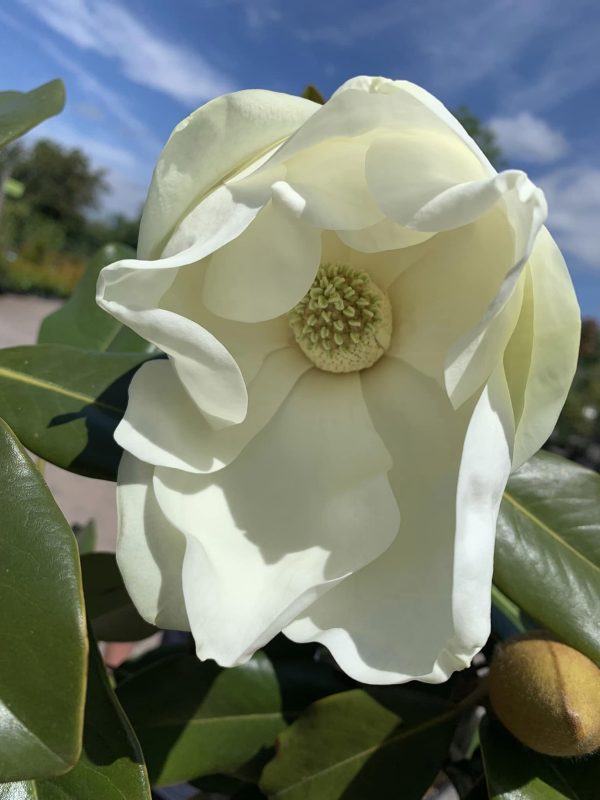 Magnolia grandiflora 'Praecox' Lollipop 20L 110cm