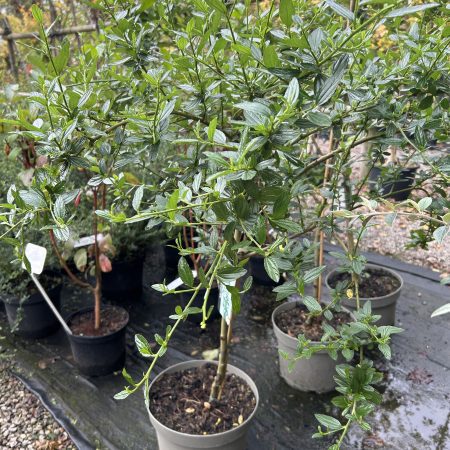 Ceanothus 'Millerton Point'