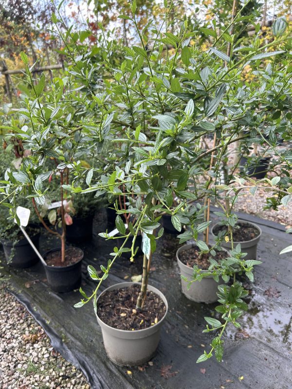 Ceanothus 'Millerton Point'