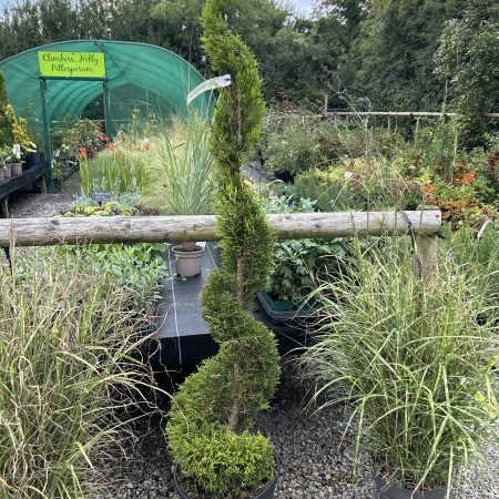 Cupressus macrocarpa 'Goldcrest' Spiral 18L