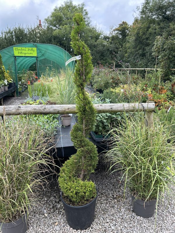 Cupressus macrocarpa 'Goldcrest' Spiral 18L