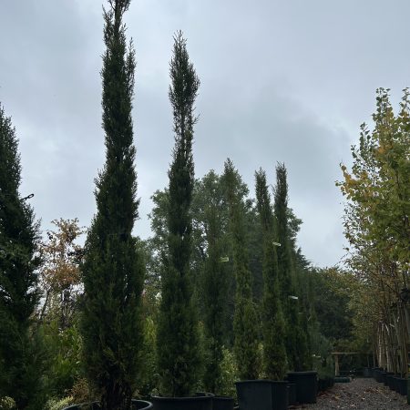 Cupressus sempervirens - Image 3