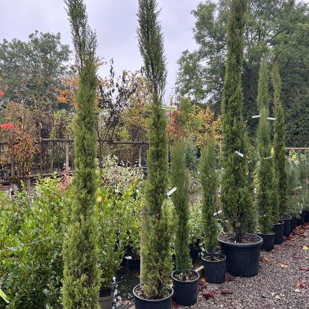 Cupressus sempervirens 'Pyramidalis' - Italian Cypress