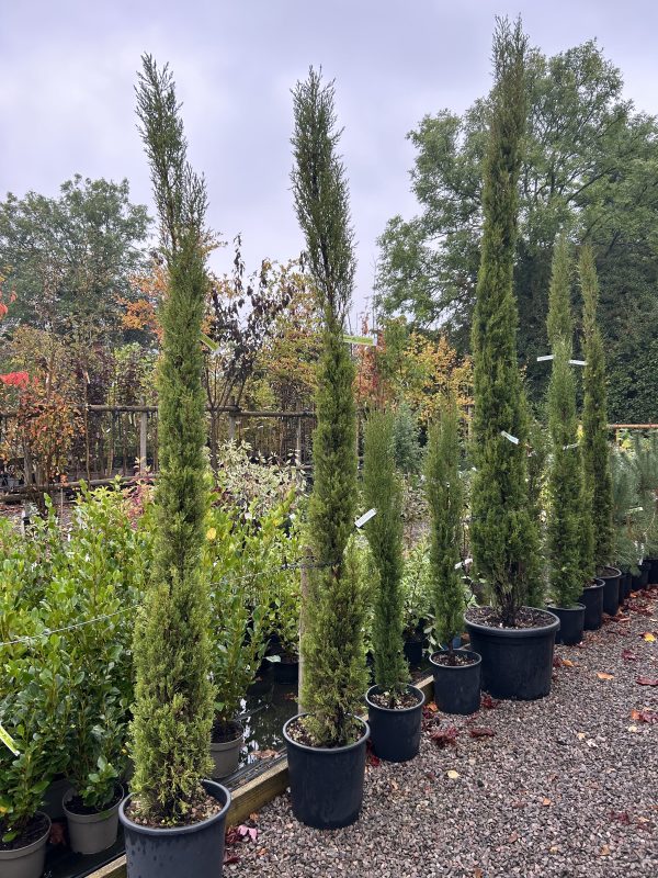 Cupressus sempervirens 'Pyramidalis' - Italian Cypress