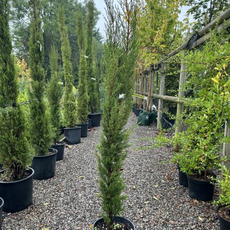 Cupressus sempervirens 'Pyramidalis' - Italian Cypress