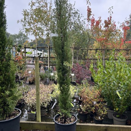 Cupressus sempervirens 'Pyramidalis' - Italian Cypress