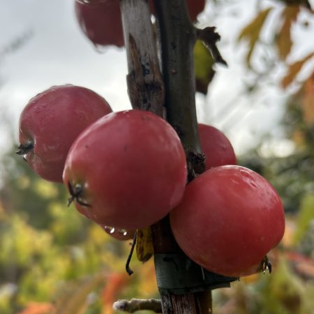 Malus 'Jelly King'