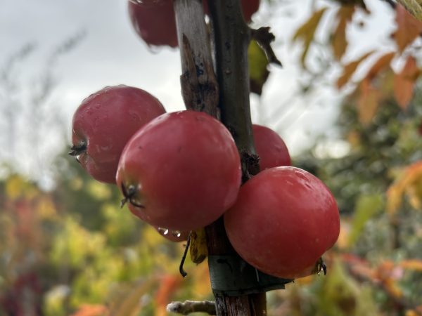 Malus 'Jelly King'