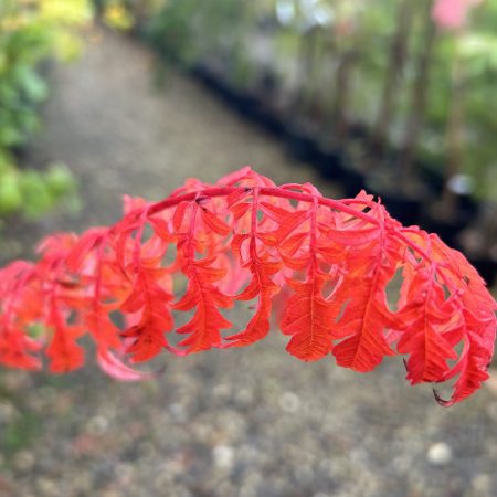 Rhus glabra laciniata 'Stags Horn Sumach'