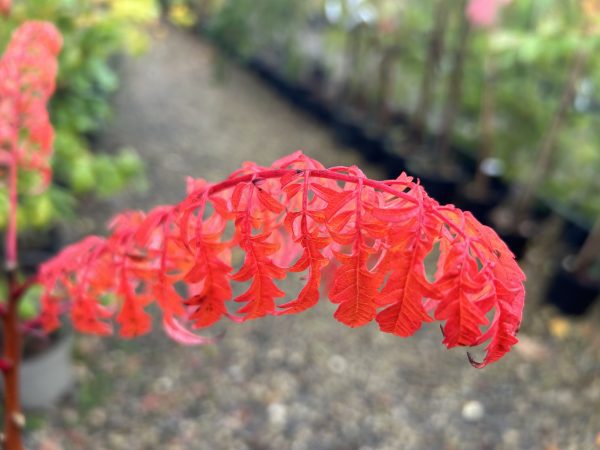 Rhus glabra laciniata 'Stags Horn Sumach'