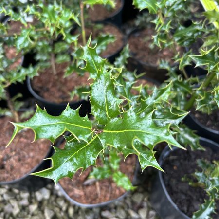 Ilex aquifolium - Holly