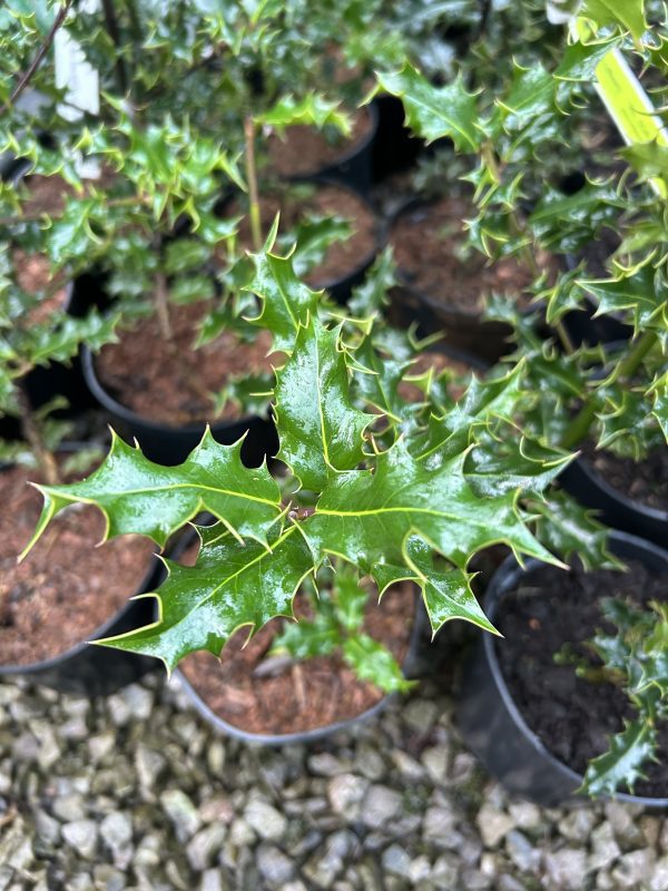 Ilex aquifolium - Holly