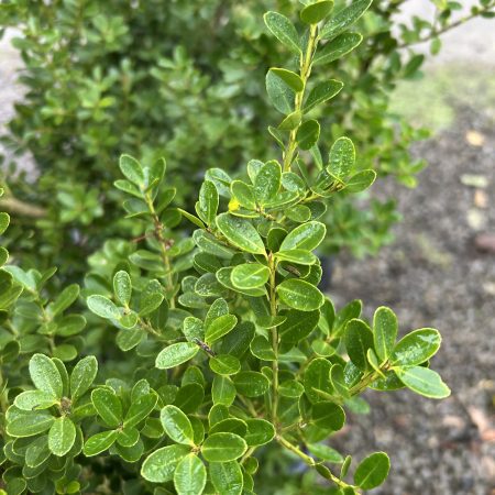 Ilex crenata Dark Green