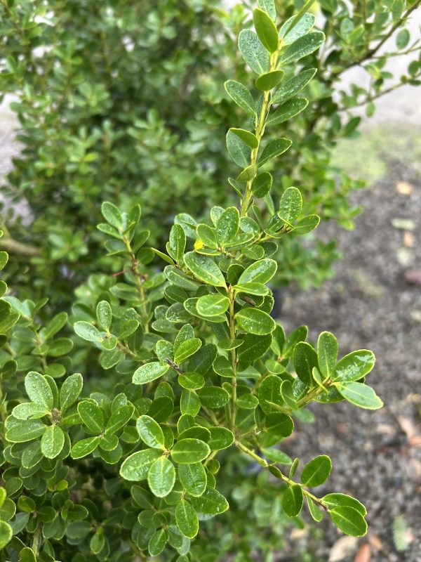 Ilex crenata Dark Green