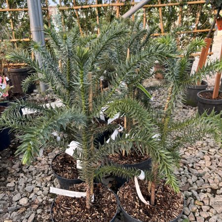 Araucaria araucana