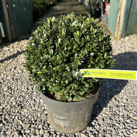 Ilex crenata Dark Green Sphere