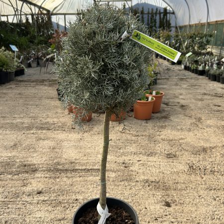 Cupressus arizonica 'Fastigiata' Mini Standard Lollipop