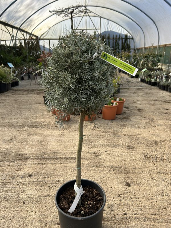 Cupressus arizonica 'Fastigiata' Mini Standard Lollipop