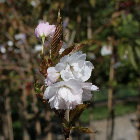 Prunus x subhirtella 'Autumnalis'