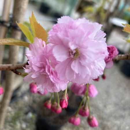 Prunus 'Candy Floss'
