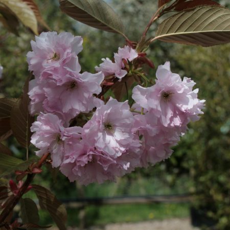Prunus 'Kanzan'